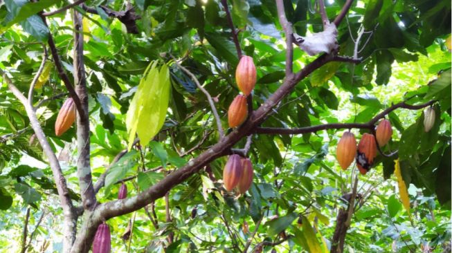 Selain Gula Merah, Desa Todang-Todang Juga Memiliki Potensi Tanaman Kakao