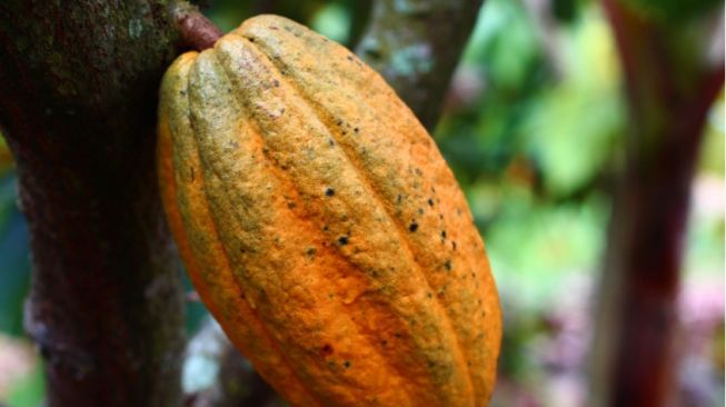 5 Manfaat Kakao untuk Kesehatan, Salah Satunya dapat Mengurangi Gejala Depresi