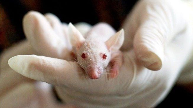 Terjawab! 5 Alasan Tikus Sering Digunakan sebagai Hewan Percobaan