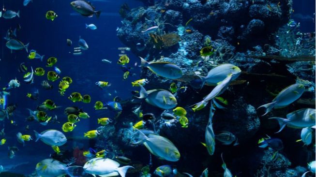 Inilah 4 Peran Penting Keberadaan Ekosistem Laut di Muka Bumi