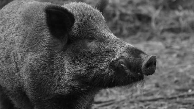 Sejarah Babi Ngepet, Mitos Pesugihan yang Masih Dipercaya Masyarakat
