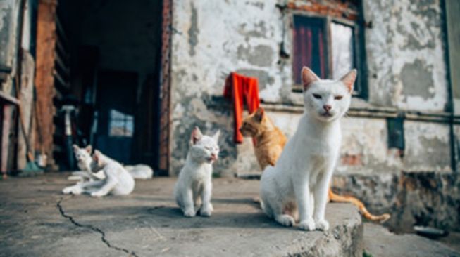 Tidak Ada Salahnya Merawat Kucing Kampung, Simak 5 Alasan Berikut Ini!