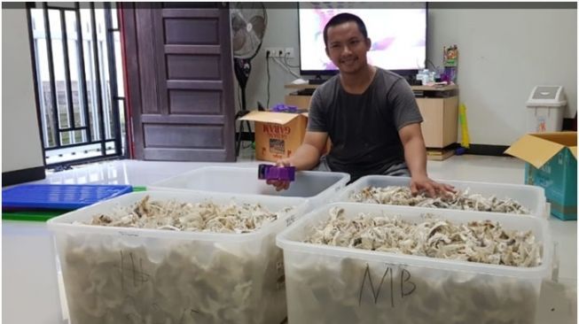 Bisnis Sarang Walet via Web Pasar Bahaur