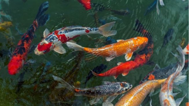 Bocah Ini Kasih Makan Ikan Koi di Kolam, Endingnya Jadi Mancing Auto Panik