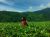 avatar yoursay