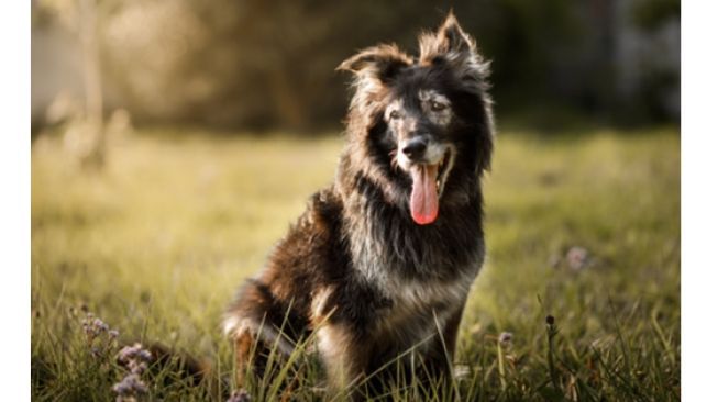 4 Hal yang Bisa Membuat Anjing Kamu Marah dan Merasa Terganggu