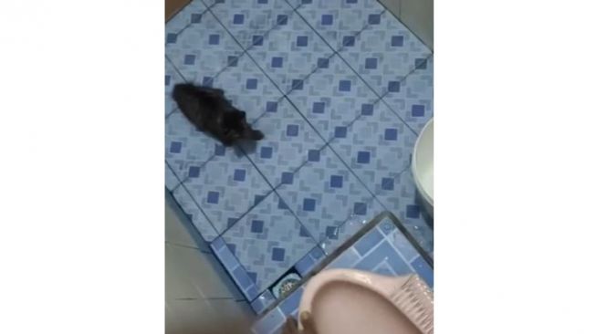 Ketar-ketir, Pria Bawa Kucing ke Toilet Malah Ada Pertarungan Tom dan Jerry